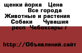 щенки йорка › Цена ­ 15 000 - Все города Животные и растения » Собаки   . Чувашия респ.,Чебоксары г.